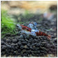 Red Rili Shrimp