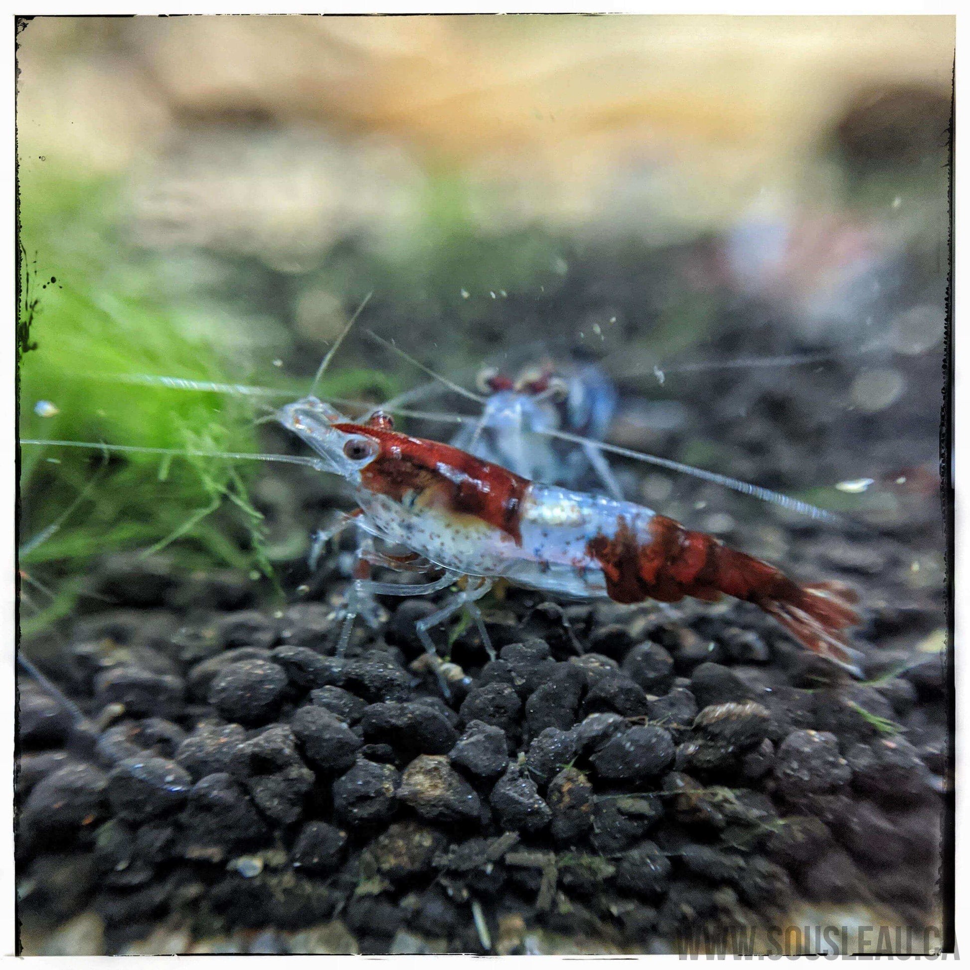 Red Rili Shrimp