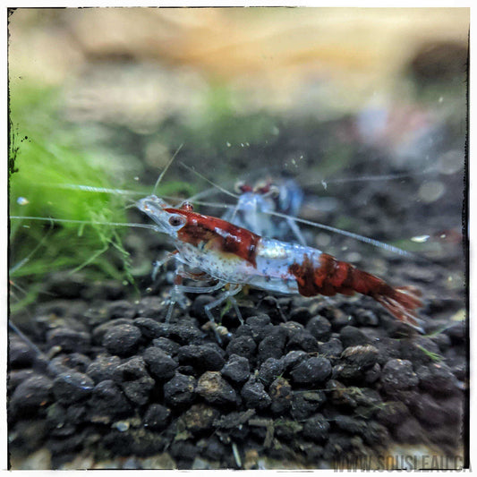 Red Rili Shrimp