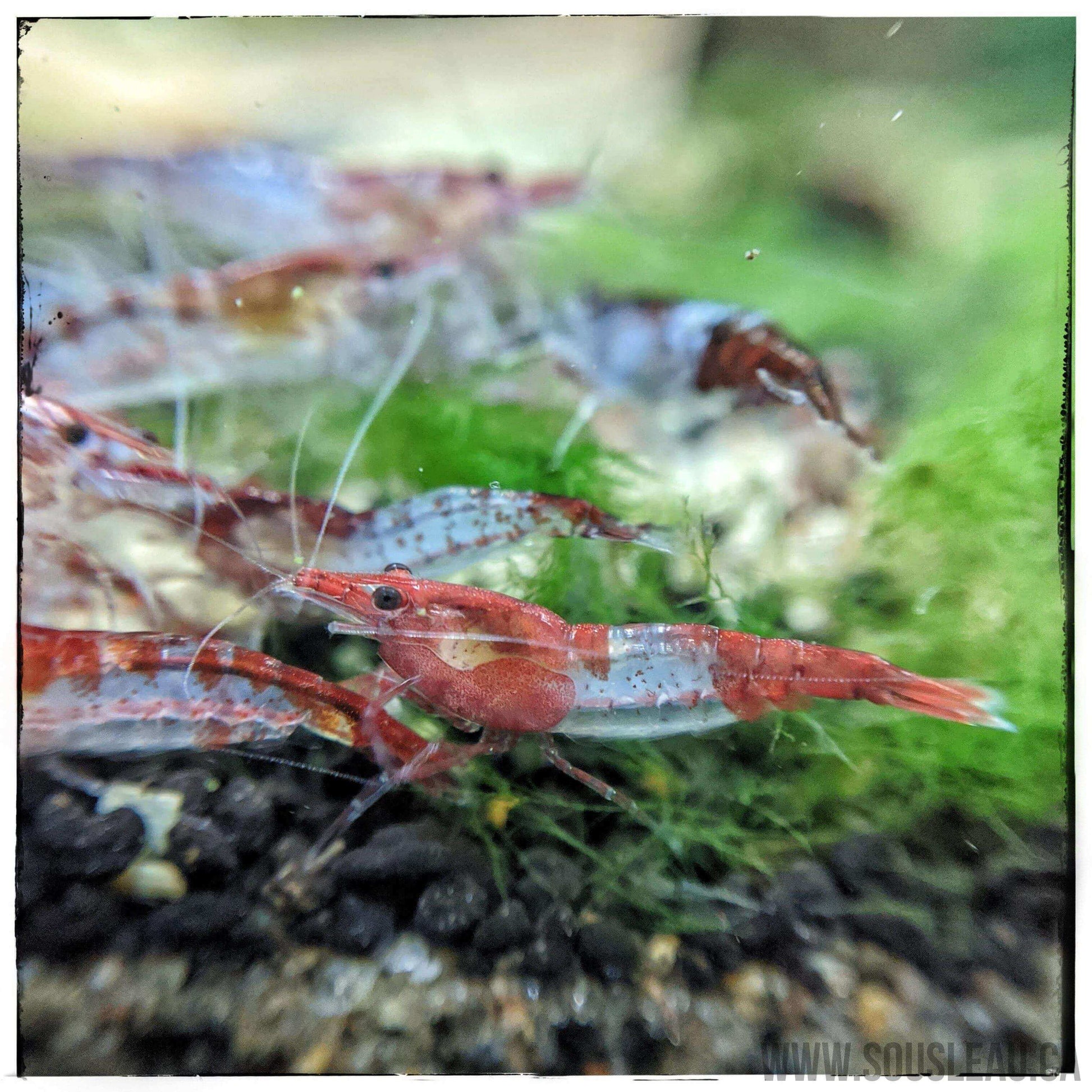 Red Rili Shrimp