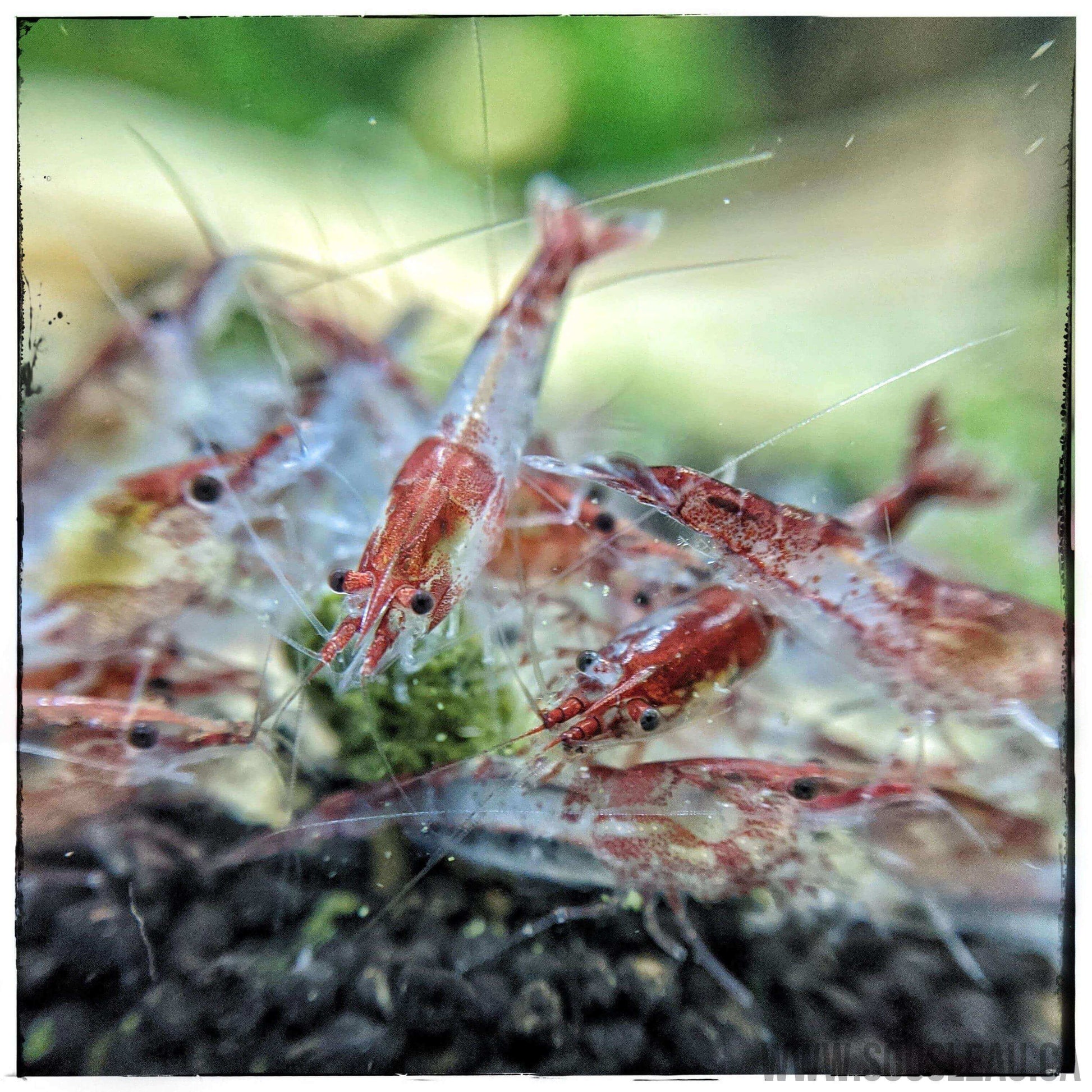Red Rili Shrimp