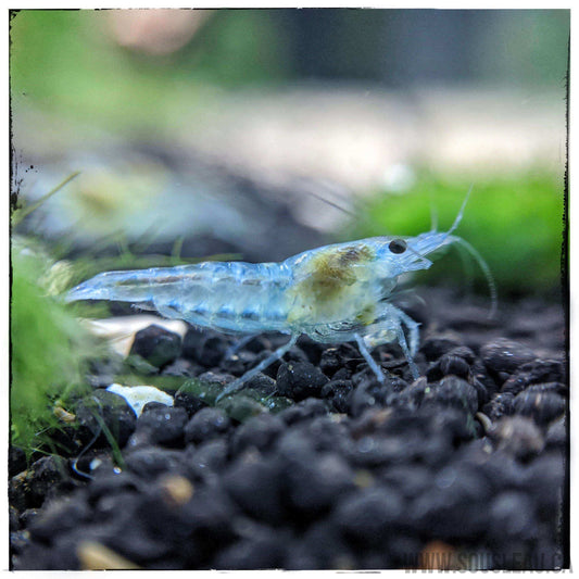 Blue Jelly Shrimp Sousleau Aquarium