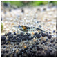 Carbon Rili Shrimp