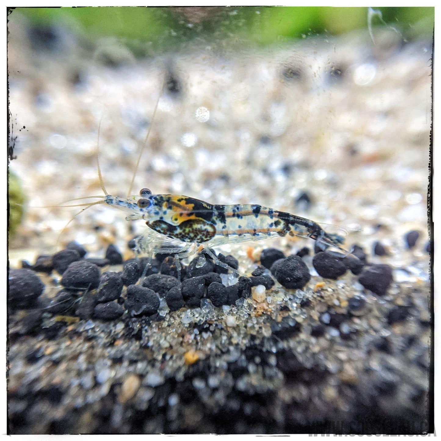 Carbon Rili Shrimp Sousleau Aquarium