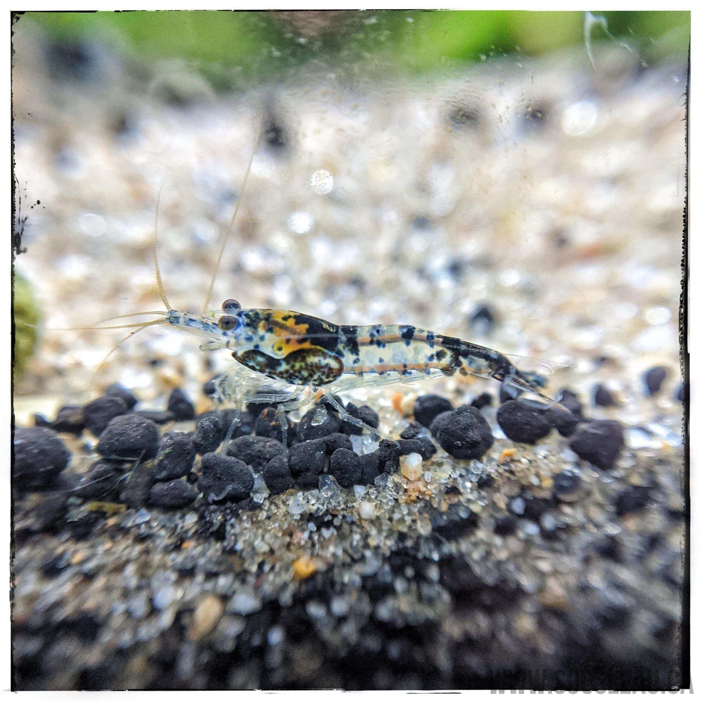 Carbon Rili Shrimp