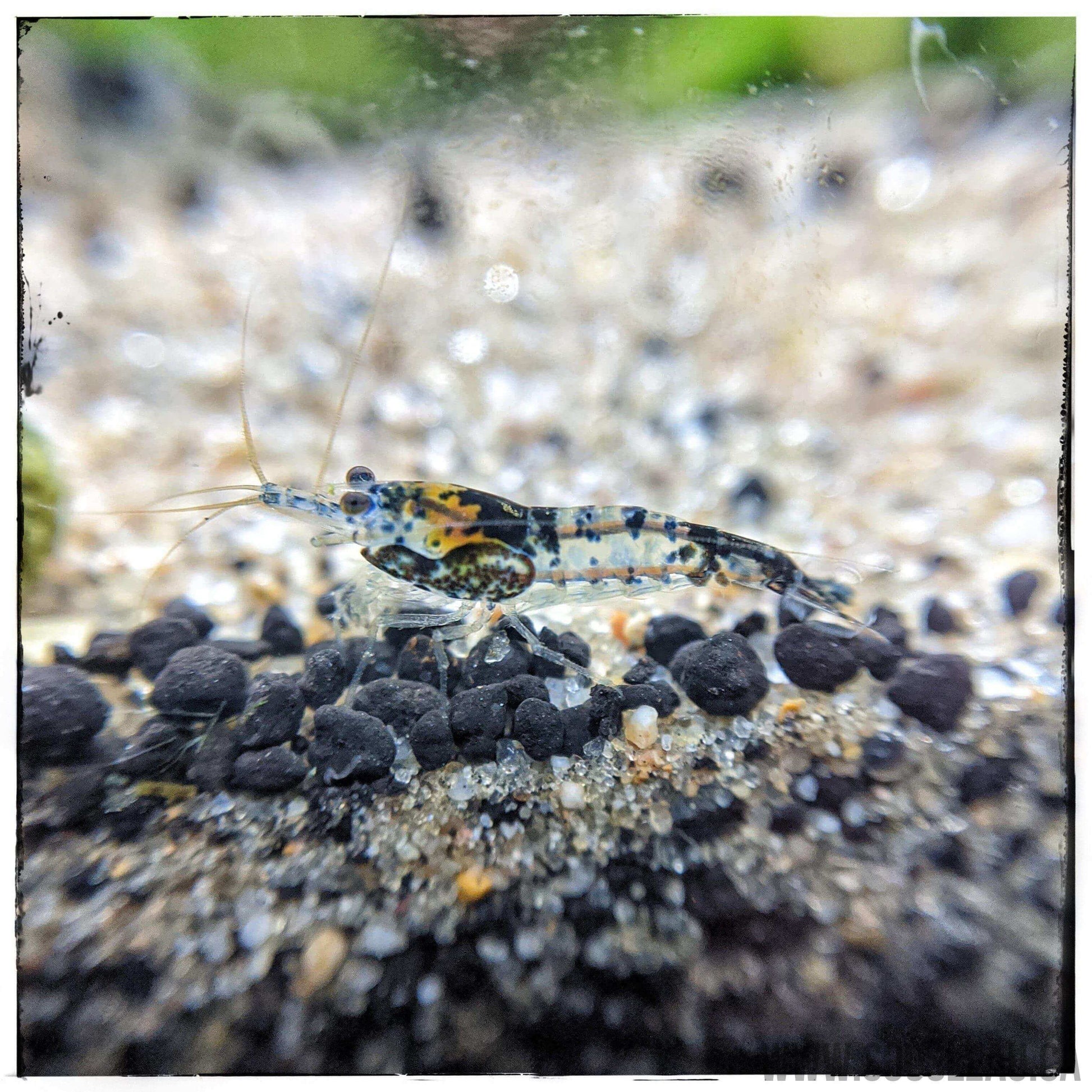 Carbon Rili Shrimp
