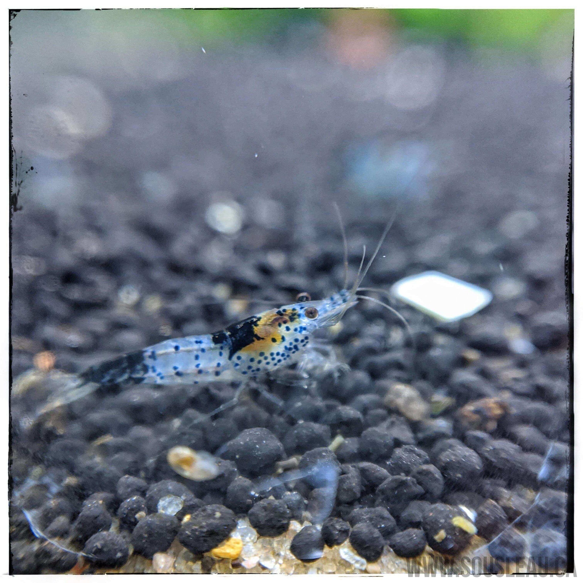 Carbon Rili Shrimp