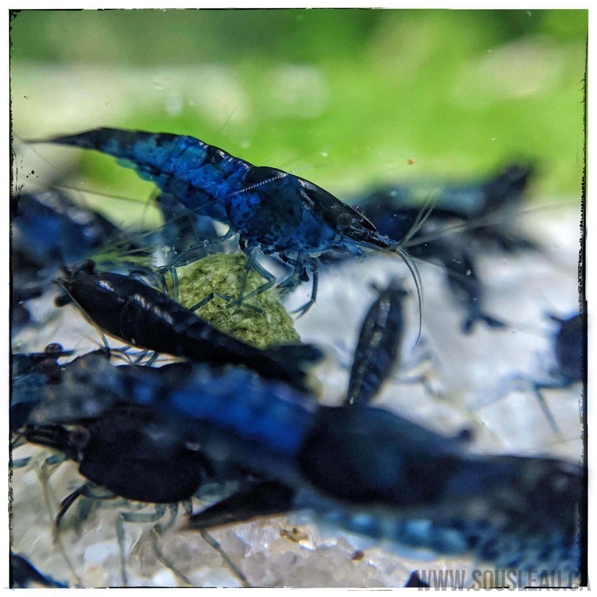 Blue Dream Shrimp Sousleau Aquarium