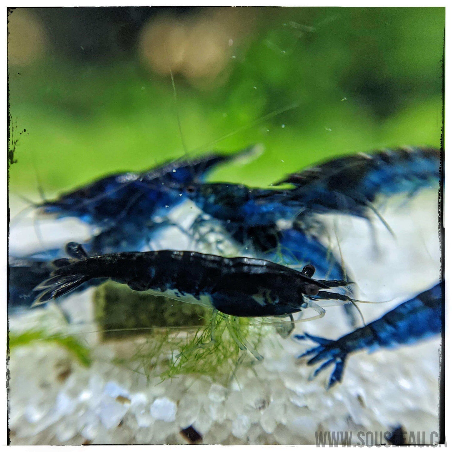 Blue Dream Shrimp Sousleau Aquarium