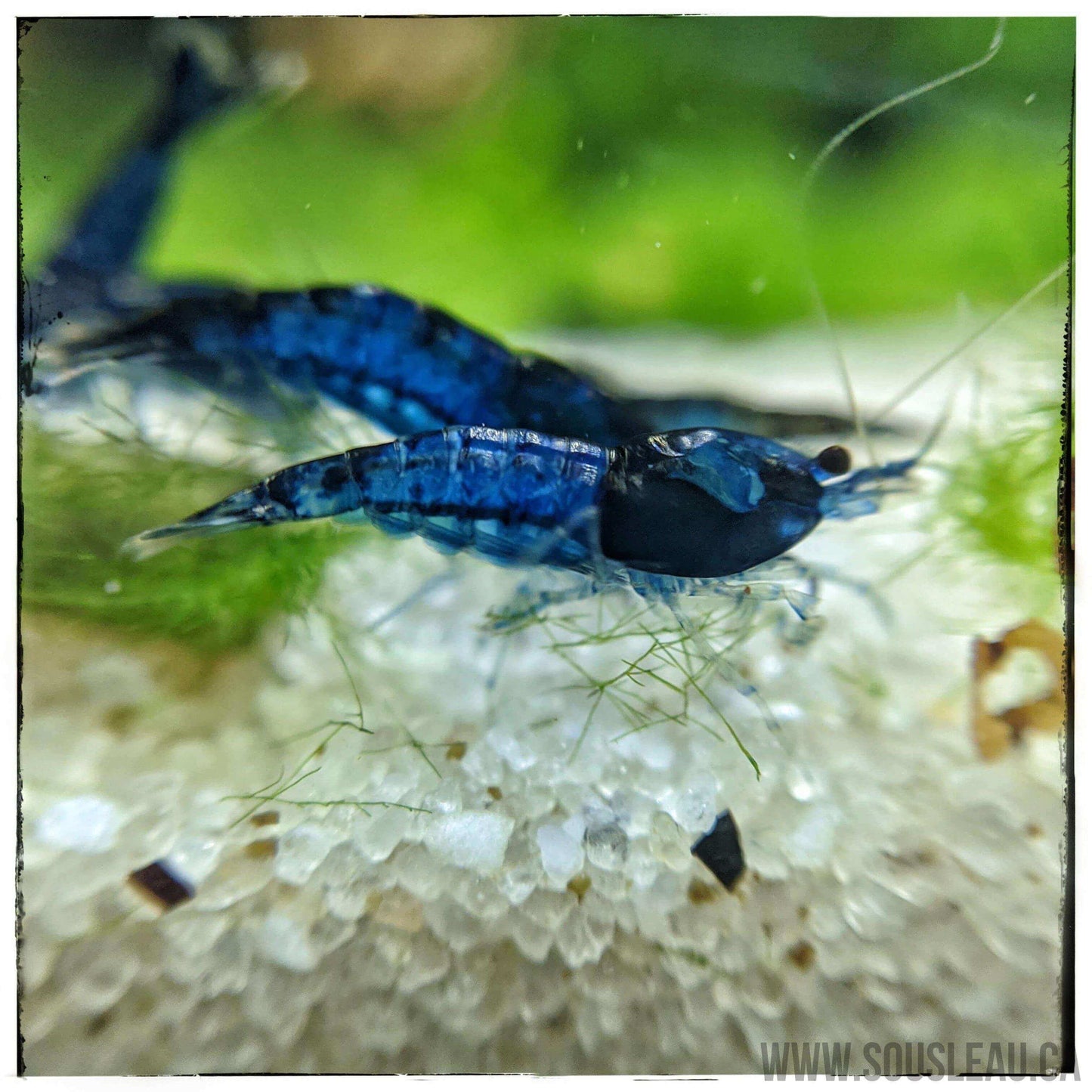 Blue Dream Shrimp Sousleau Aquarium