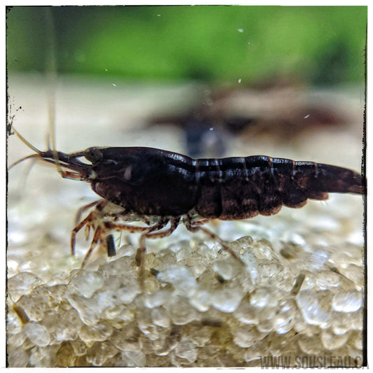 Black Choco Shrimp Sousleau Aquarium