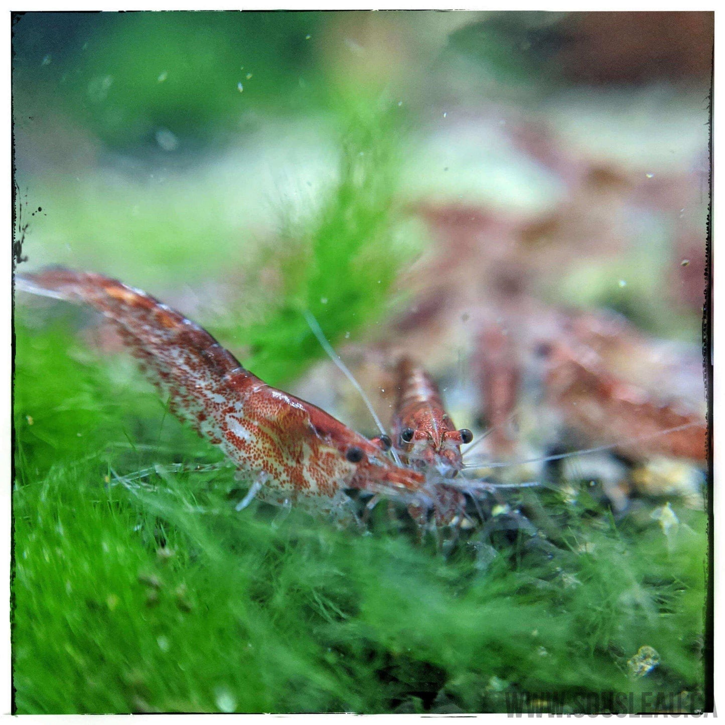 Red Cherry Shrimp Sousleau Aquarium