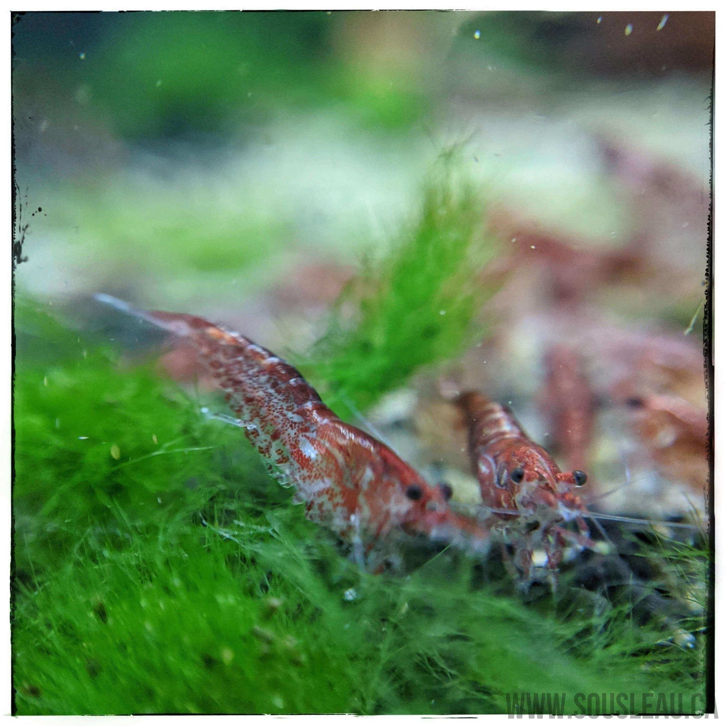 Red Cherry Shrimp Sousleau Aquarium