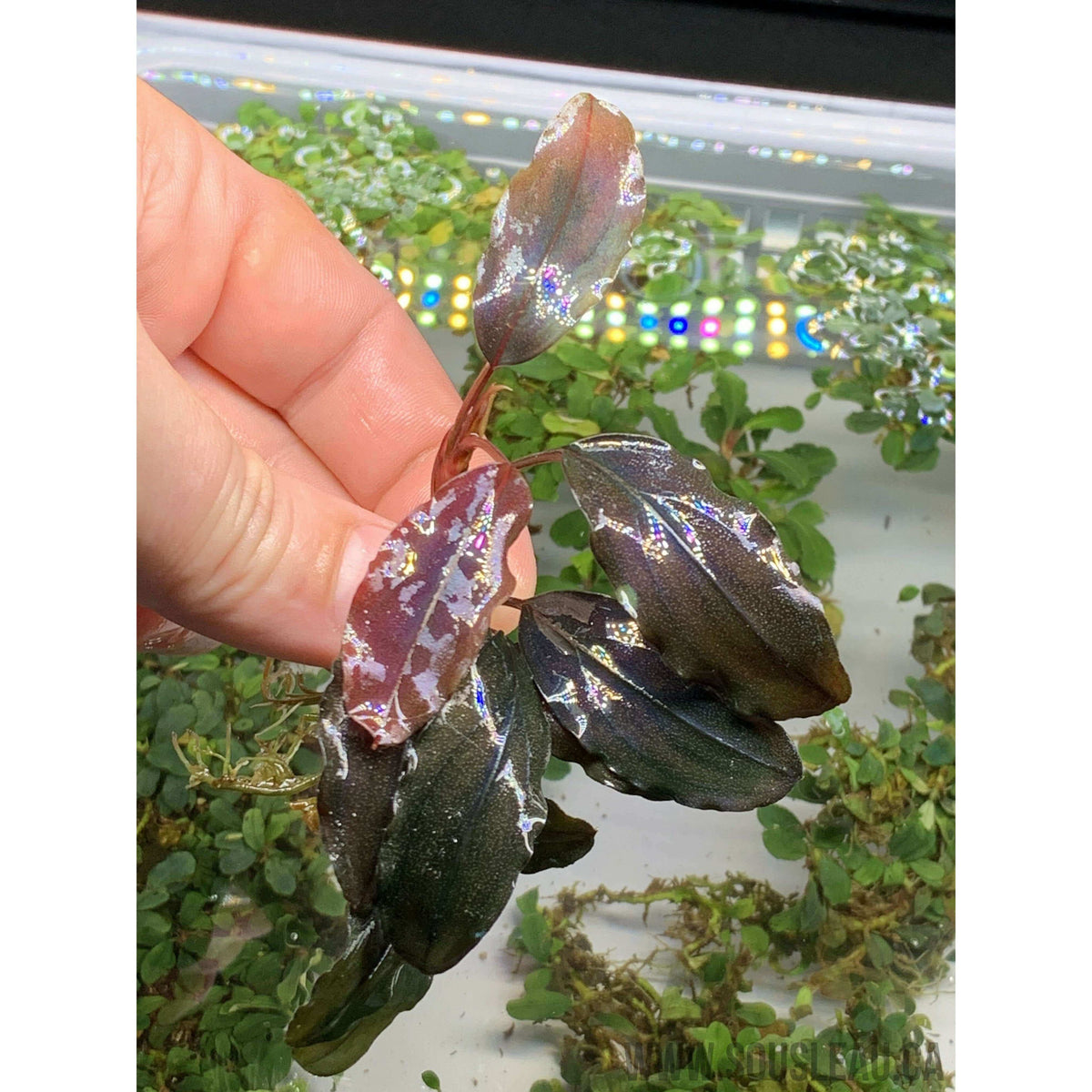 Bucephalandra black ventii 'BV' Sousleau Aquarium