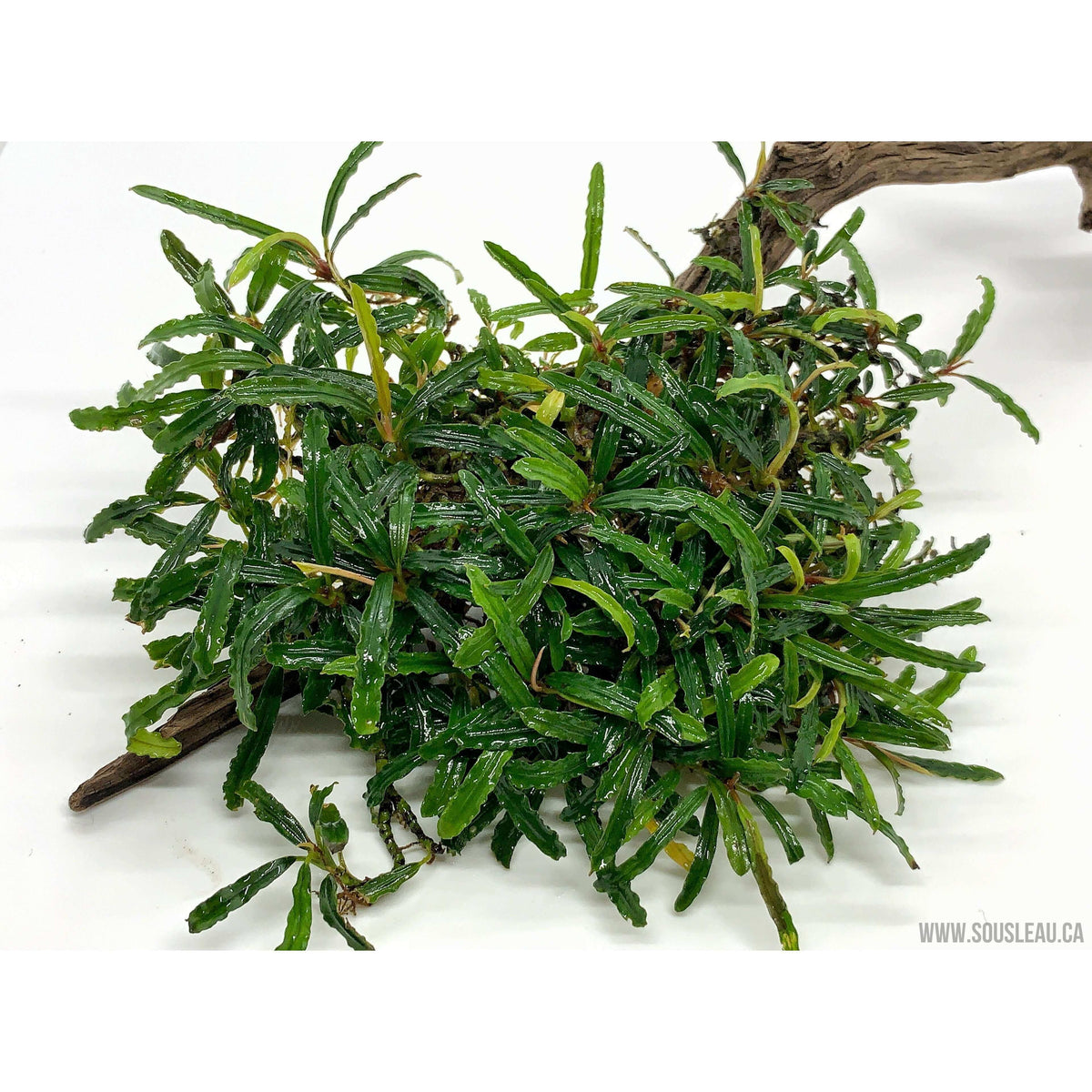 Bucephalandra velvet Sousleau Aquarium