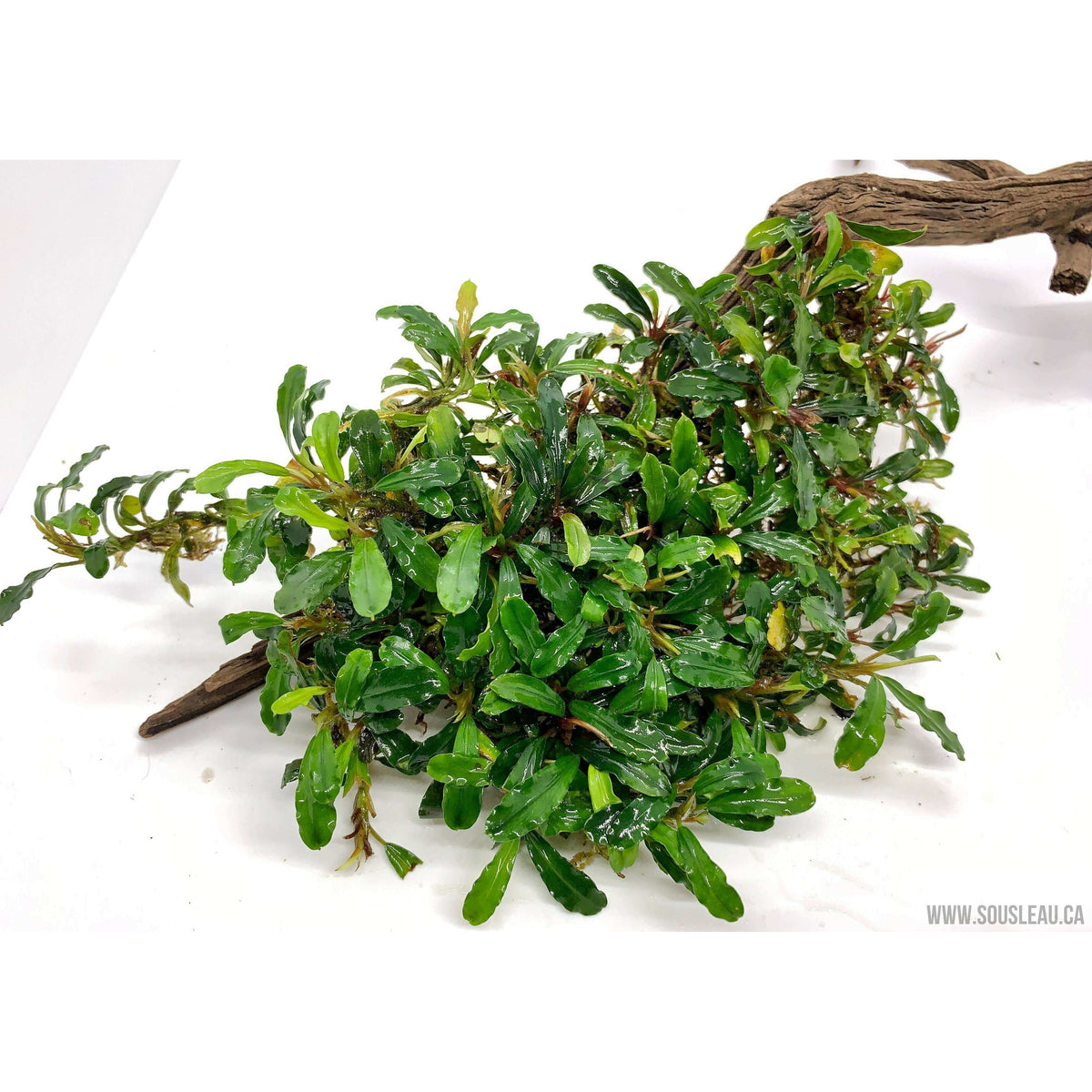 Bucephalandra kapit blue Sousleau Aquarium