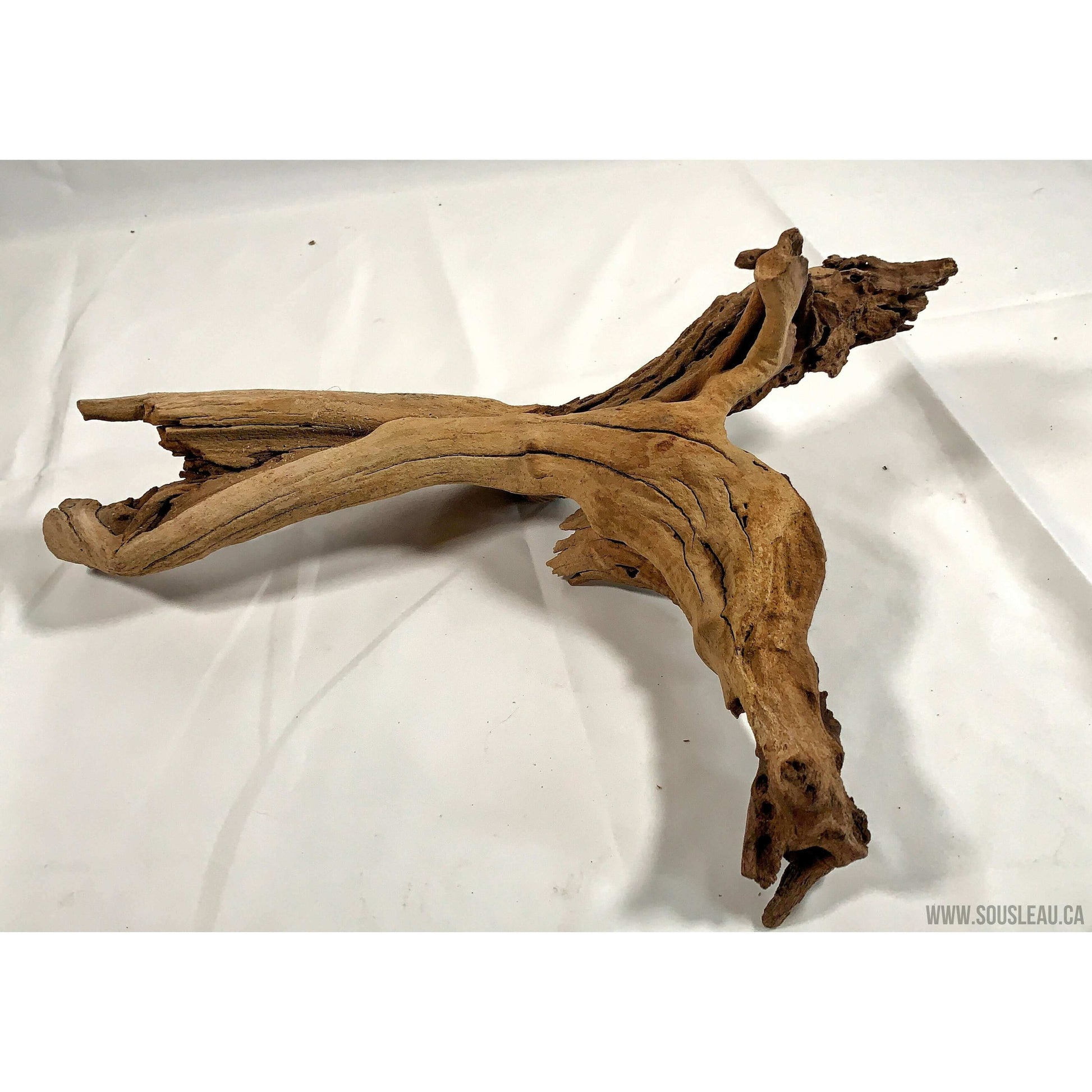 Staghorn Wood manzanita Root Aquaglobe