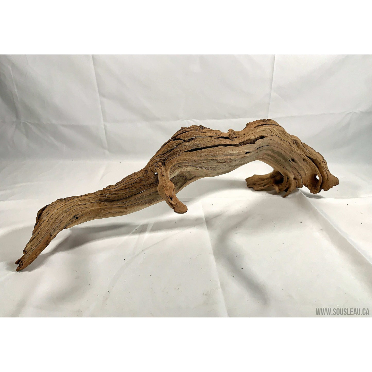 Staghorn Wood manzanita Root Aquaglobe