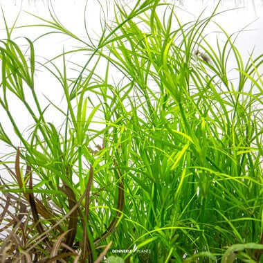 Juncus repens In-Vitro Dennerle Plants