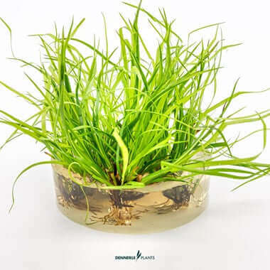 Juncus repens In-Vitro Dennerle Plants