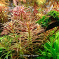 LIMNOPHILA HIPPURIDOIDES Dennerle Plants