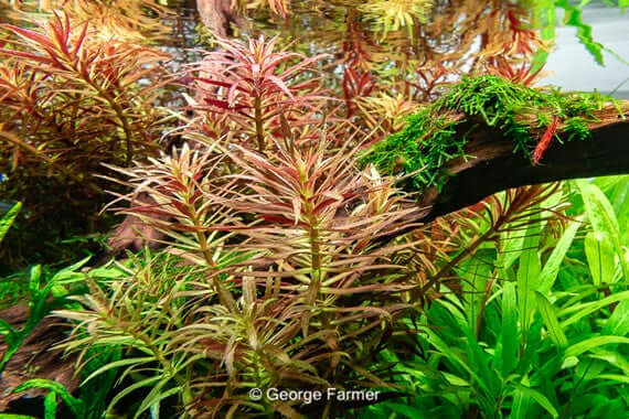 LIMNOPHILA HIPPURIDOIDES Dennerle Plants