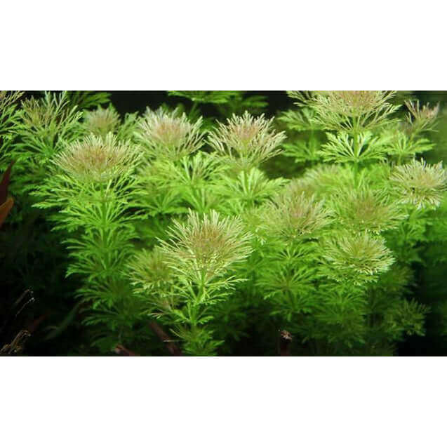 LIMNOPHILA SESSILIFLORA Dennerle Plants