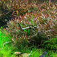 Ludwigia arcuata In-Vitro Dennerle Plants