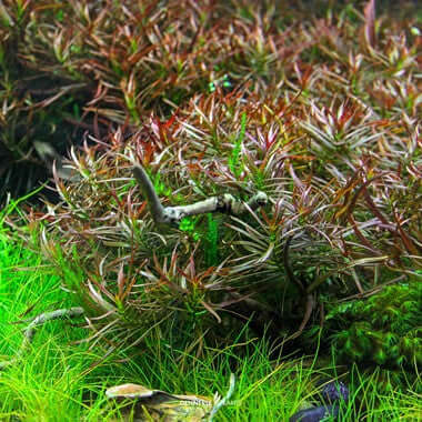 Ludwigia arcuata In-Vitro Dennerle Plants