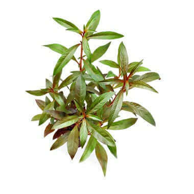 LUDWIGIA GLANDULOSA Dennerle Plants