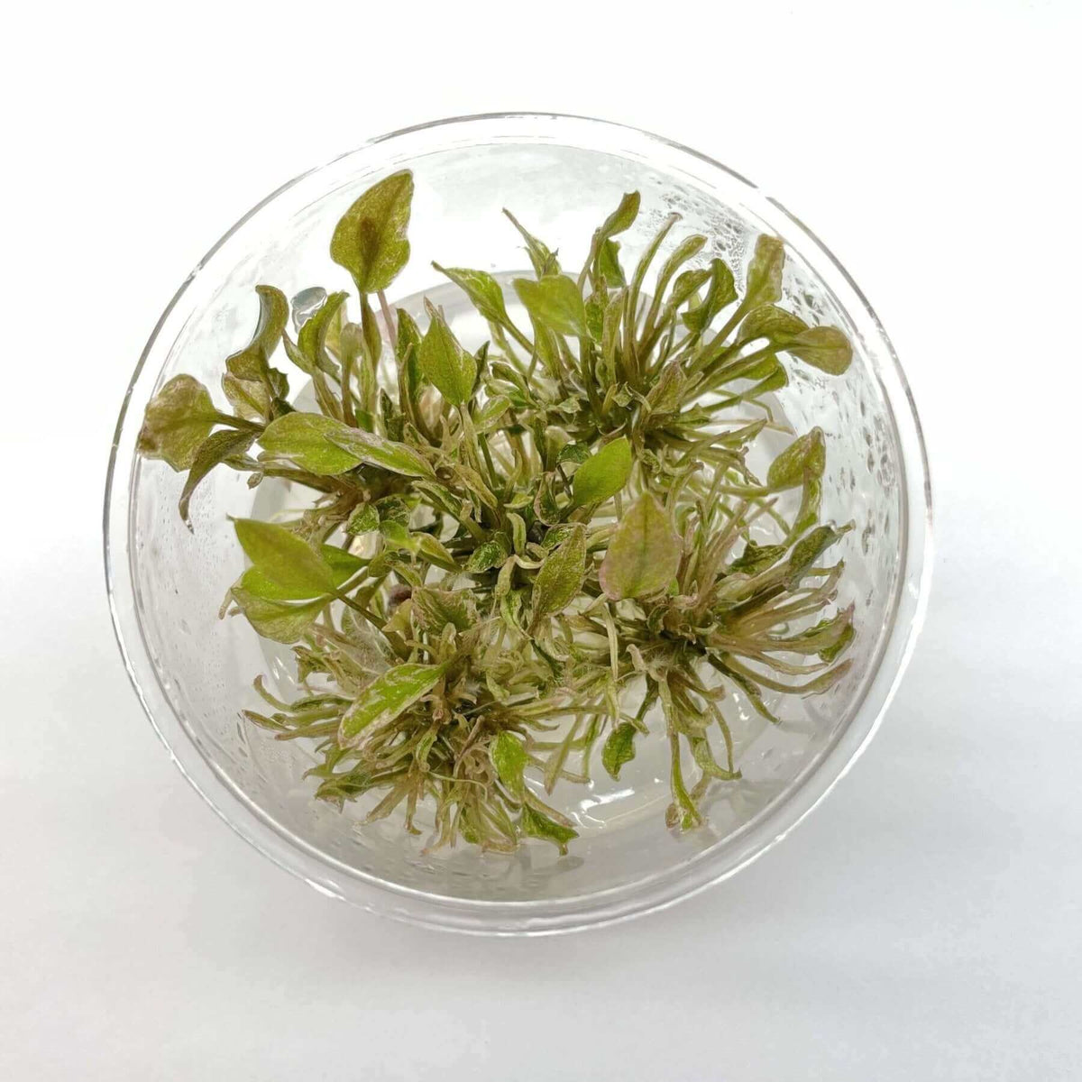 Lagenandra Meeboldii Red Tissue Culture Sousleau Aquarium Sousleau Aquarium