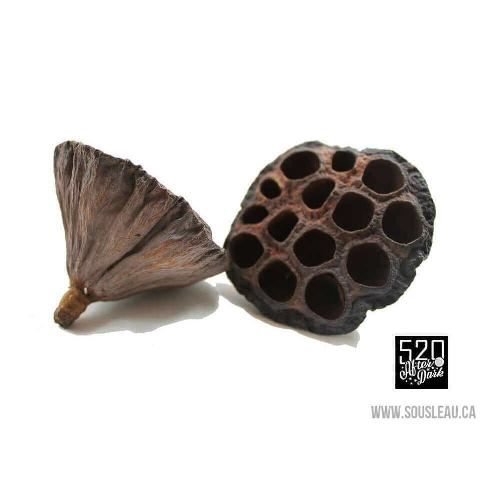 Lotus Pod large (Package of 1)