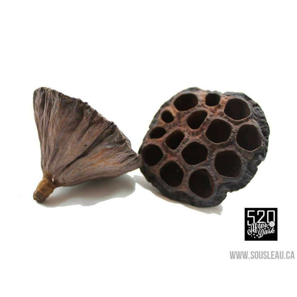 Lotus Pod large (Package of 1) 520 afterdark