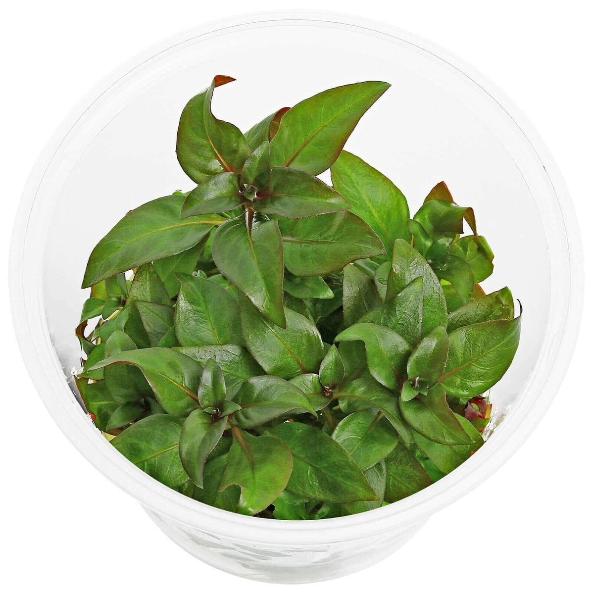 Ludwigia Peruensis Tissue Culture Sousleau Aquarium Sousleau Aquarium