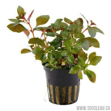 Ludwigia repens 'Rubin' Dennerle Plants