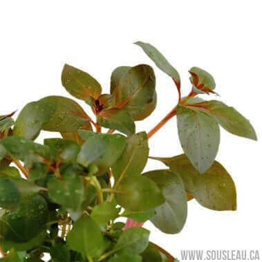 Ludwigia repens 'Rubin' Dennerle Plants
