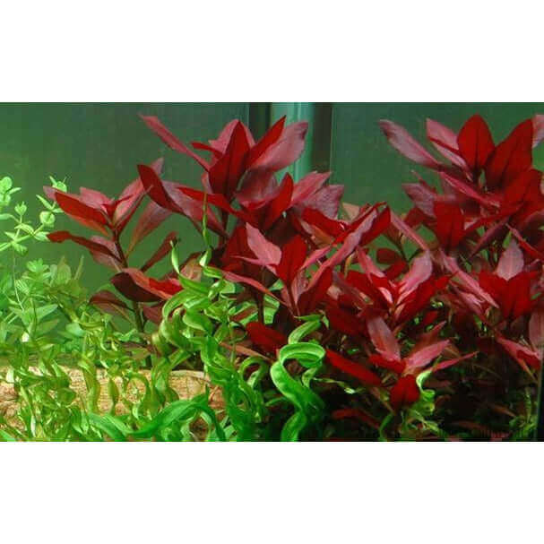 Ludwigia repens 'Rubin' Dennerle Plants