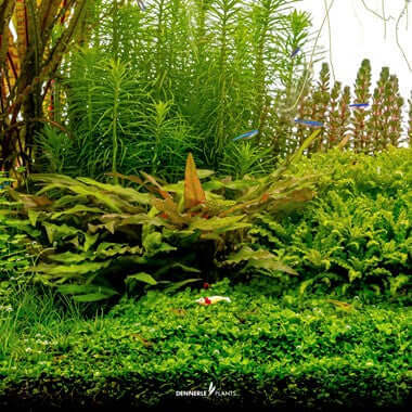 MICRANTHEMUM TWEEDIEI 'MONTECARLO' Dennerle Plants