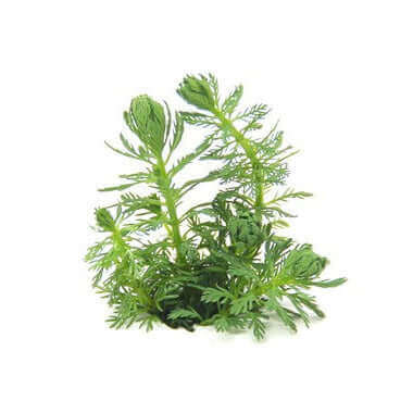 MYRIOPHYLLUM SPEC. 'GUAYANA' Dennerle Plants