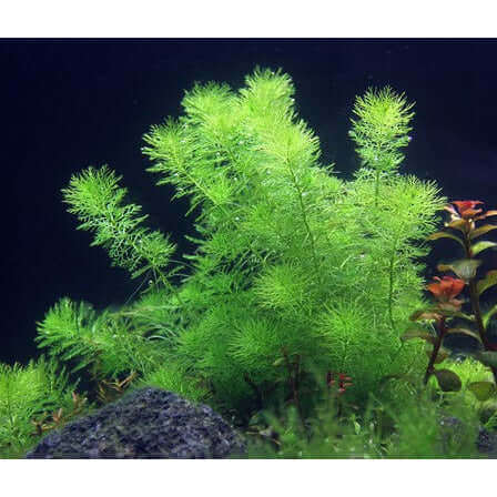 MYRIOPHYLLUM SPEC. 'GUAYANA' Dennerle Plants