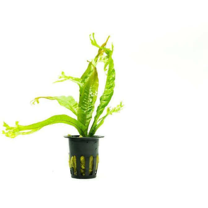 Microsorum pteropus thors hammer - Sousleau
