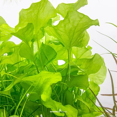 NYMPHOIDES SPEC. 'TAIWAN' Dennerle Plants