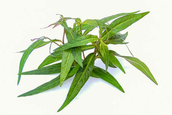 PERSICARIA SP. 'SAO PAULO' Dennerle Plants