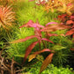 PERSICARIA SP. 'SAO PAULO' Dennerle Plants