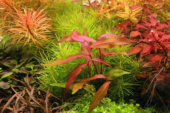 PERSICARIA SP. 'SAO PAULO' Dennerle Plants