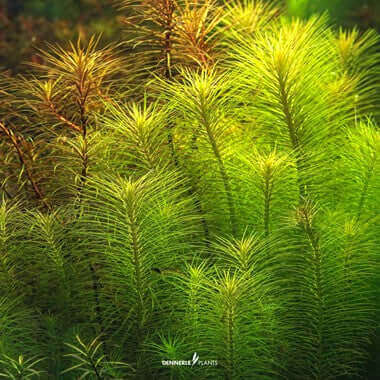 POGOSTEMON DECCANENSIS Dennerle Plants