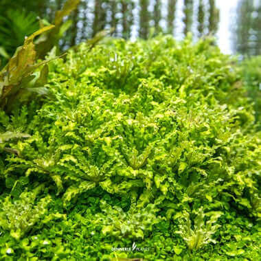 Pogostemon helferi In-Vitroo Dennerle Plants