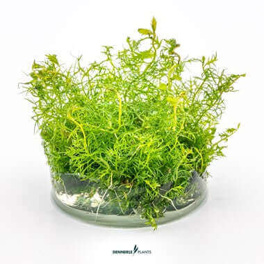 PROSERPINACA PALUSTRIS IN-VITRO Dennerle Plants