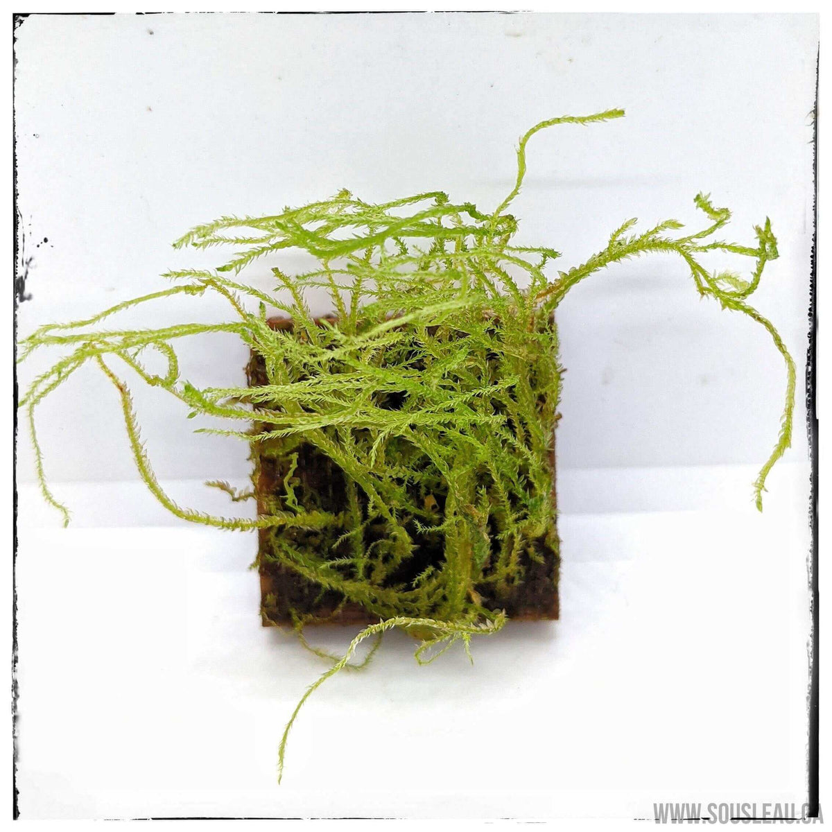 Vesicularia montagnei 'christmas' - real one Sousleau Aquarium