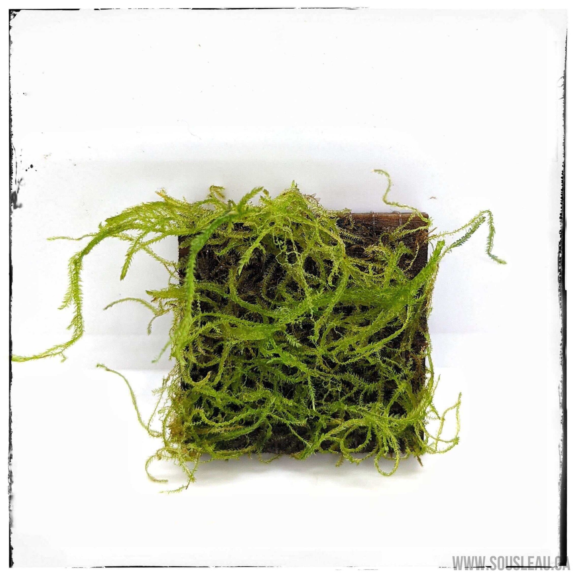Taxiphyllum alternans sp 'taiwan' Sousleau Aquarium